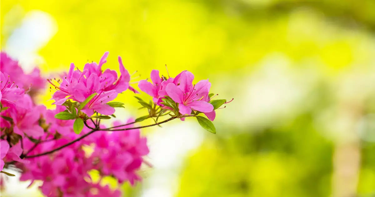 Rhododendron  Das beliebte Gehlz fr Hof und Garten
