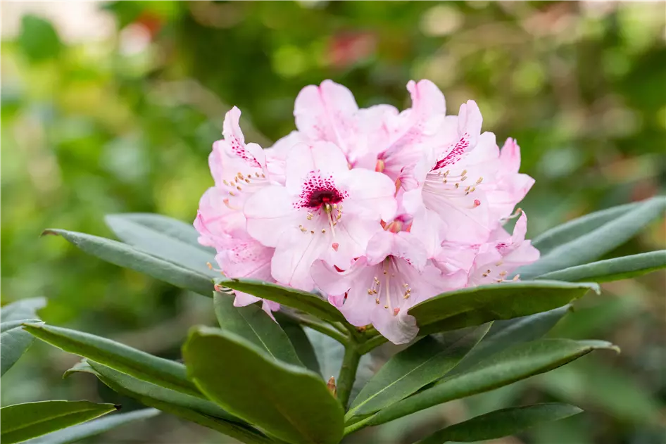 Rhododendron  Das beliebte Gehlz fr Hof und Garten