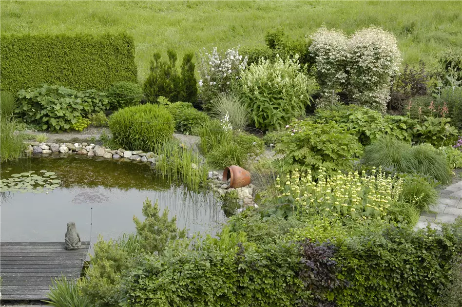 Pflanzen fr den Teichrand  So wird der Gartenteich zum Hingucker