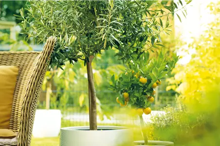 GARTEN DES SüDENS! 
