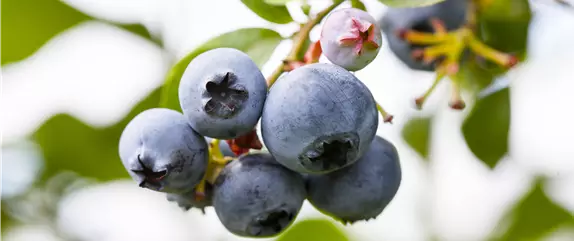 Einen Naschgarten mit Obstgehölzen anlegen und losnaschen