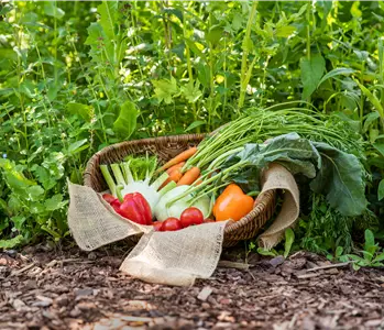 Ein Saisonkalender für Gemüse – Was ist wann verfügbar?