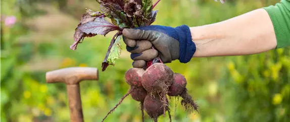 Ein Saisonkalender für Gemüse – Was ist wann verfügbar?