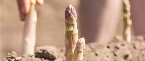 Ein Saisonkalender für Gemüse – Was ist wann verfügbar?