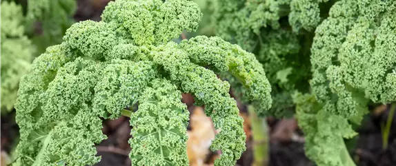 Ein Saisonkalender für Gemüse – Was ist wann verfügbar?