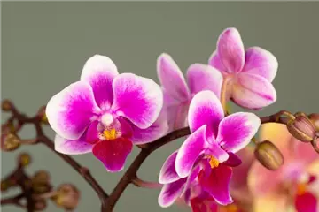 Das A und O beim Orchideen pflegen - Die richtige Wassermenge