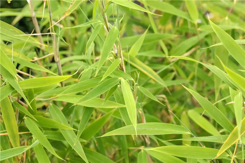 Bambus fr ein asiatisches Flair im Garten