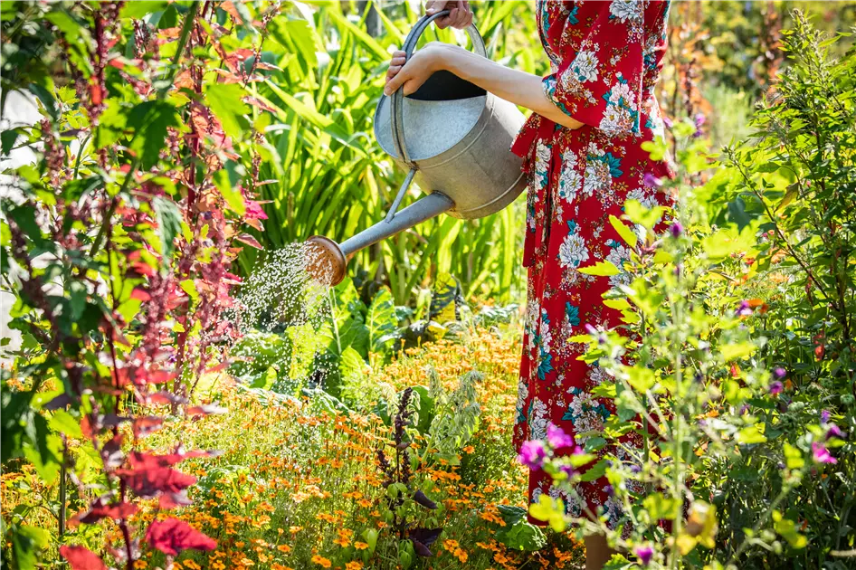 Wann ist die richtige Zeit fr Dnger fr Gartenpflanzen?