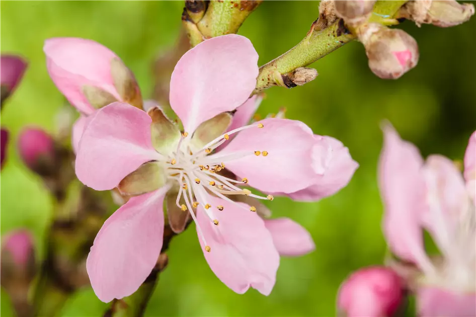 Gesund und lecker: Die Mandeln vom Mandelbaum aus dem Garten