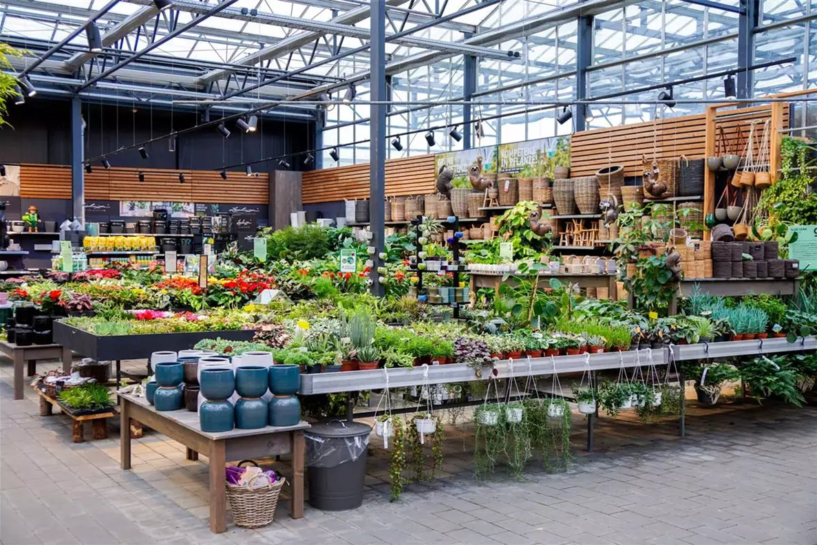 Zimmerpflanzen Gartencenter Kiefl