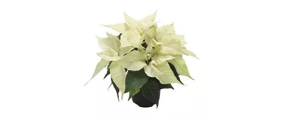 KLASSISCHE WEIHNACHTEN!