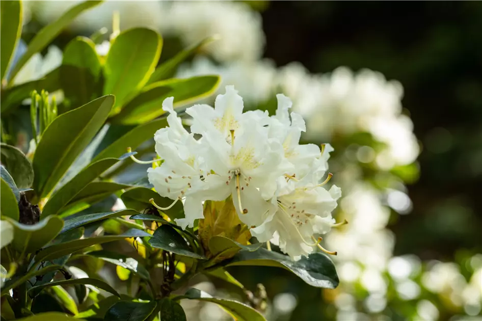 Gartengestaltung mit Rhododendron - Schnheit im Garten