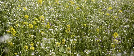 Die richtige Bodenpflege – Grundlage für einen schönen Garten