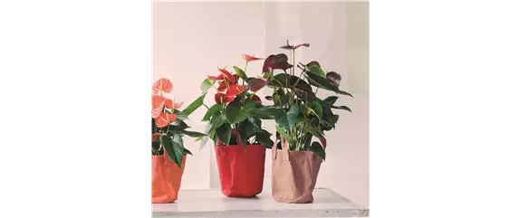 KLASSISCHE WEIHNACHTEN!