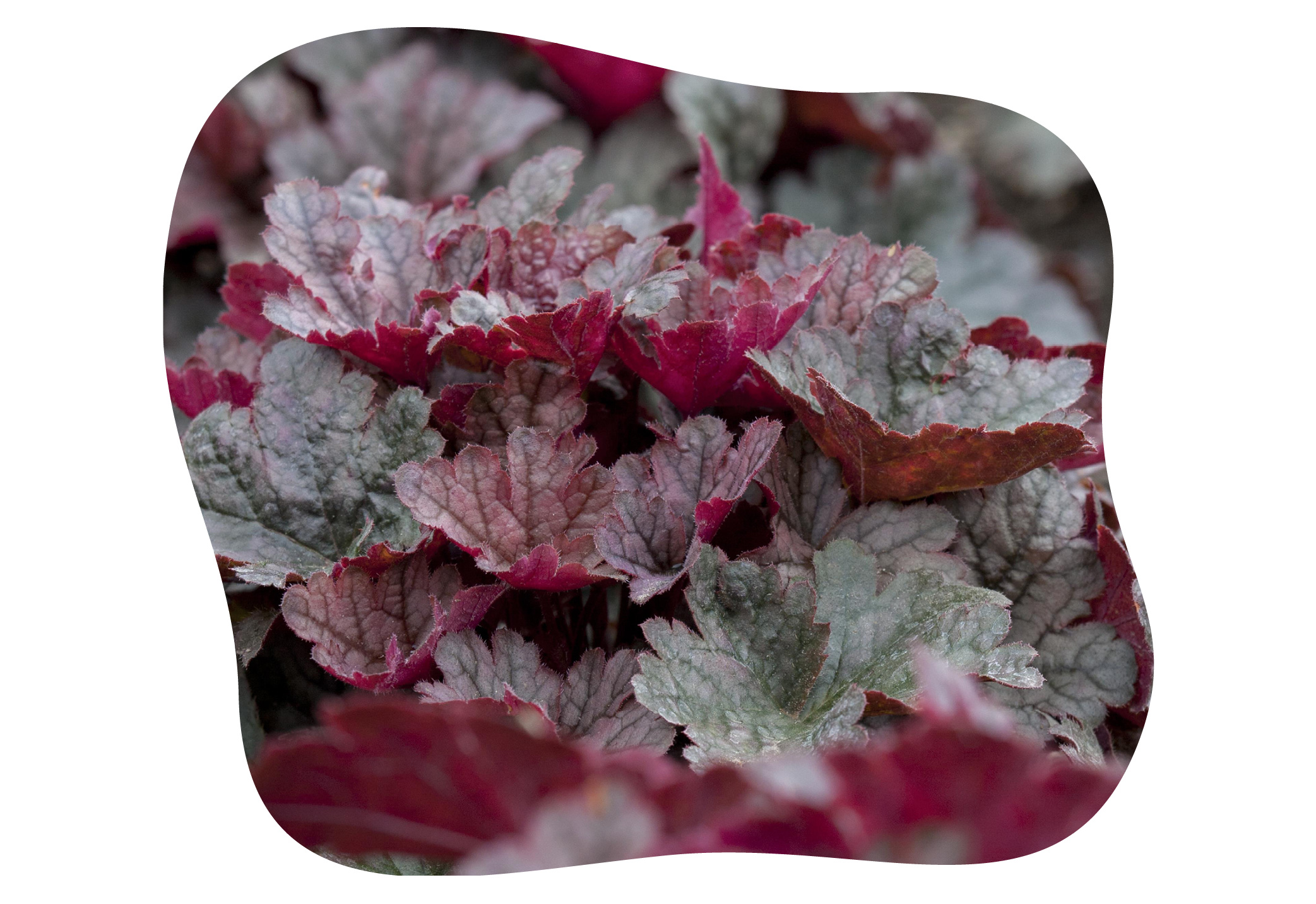 Heuchera_cultivars_kiefls_welt-in_gauting_bei_muenchen.png