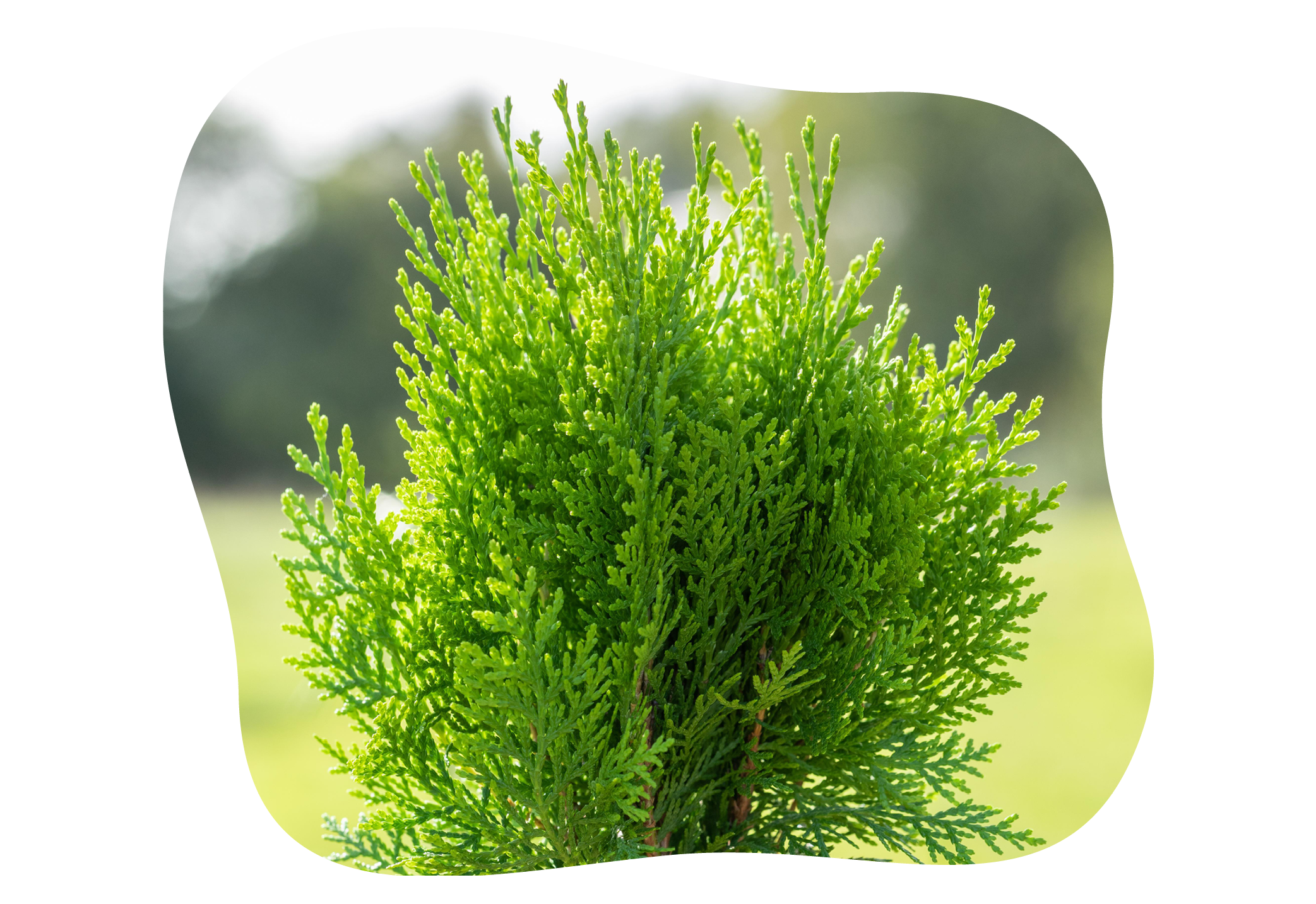 Chamaecyparis_lawsoniana_kiefls_welt-in_gauting_bei_muenchen.png
