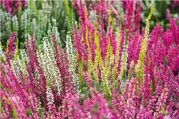 KNOSPENBLüHERHEIDE KNOSPENBLüHERHEIDE