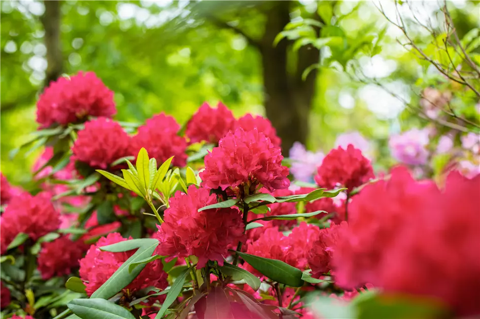 Schn und anspruchsvoll: Rhododendron pflanzen im eigenen Garten