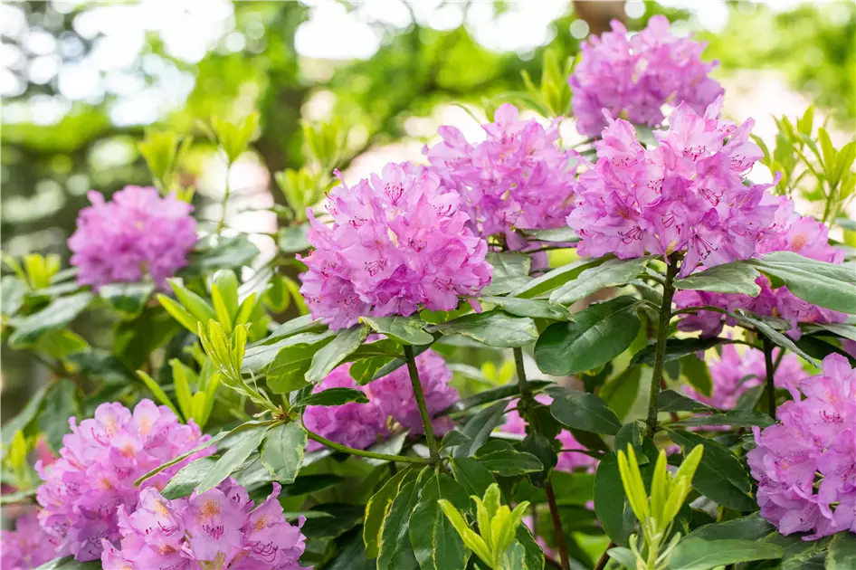 Schn und anspruchsvoll: Rhododendron pflanzen im eigenen Garten