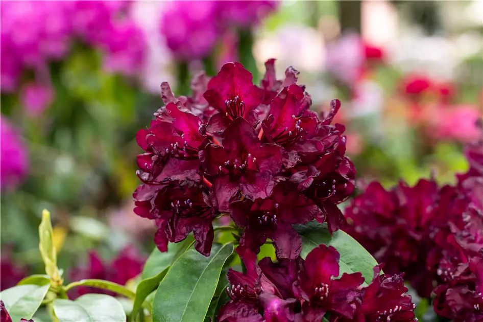 Schn und anspruchsvoll: Rhododendron pflanzen im eigenen Garten