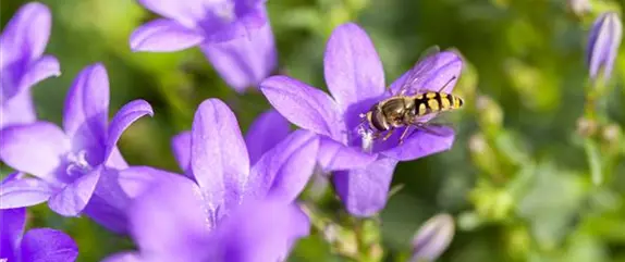 Nützlinge im Garten – Fleißige kleine Helfer fördern