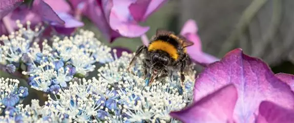 Nützlinge im Garten – Fleißige kleine Helfer fördern