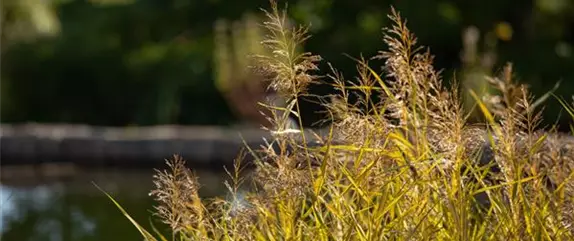 Pflanzen für den Teichrand – So wird der Gartenteich zum Hingucker