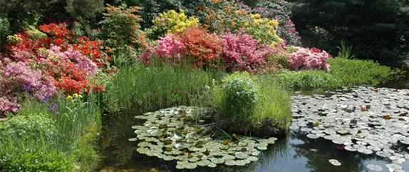 Pflanzen für den Teichrand – So wird der Gartenteich zum Hingucker