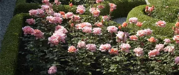 Einen Bauerngarten anlegen – Mehr als nur ein spießiger Nutzgarten