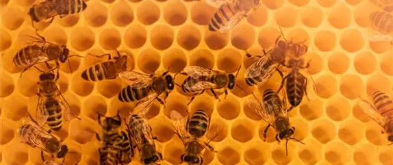 Mit Bienenpflanzen für den Balkon die Insekten unterstützen