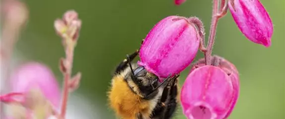 Mit Bienenpflanzen für den Balkon die Insekten unterstützen