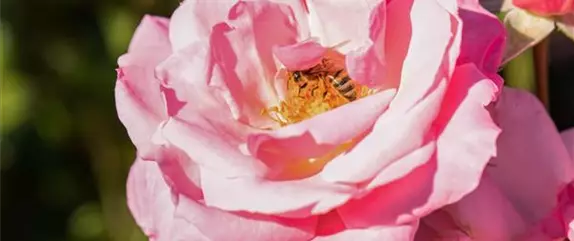Mit Bienenpflanzen für den Balkon die Insekten unterstützen