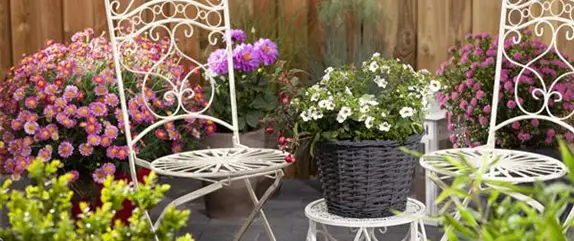 Die schönsten Sommerblumen für den Garten Die schönsten Sommerblumen für den Garten