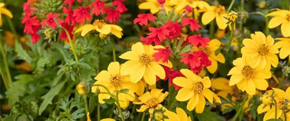 Die schönsten Sommerblumen für den Garten Die schönsten Sommerblumen für den Garten