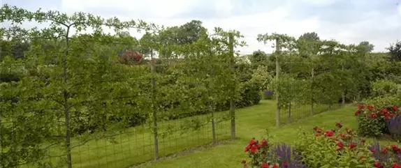 Immer eine gute Idee: Laubgehölze für die Gartengestaltung  Immer eine gute Idee: Laubgehölze für die Gartengestaltung