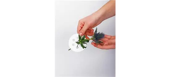 Blumenverteiler in S