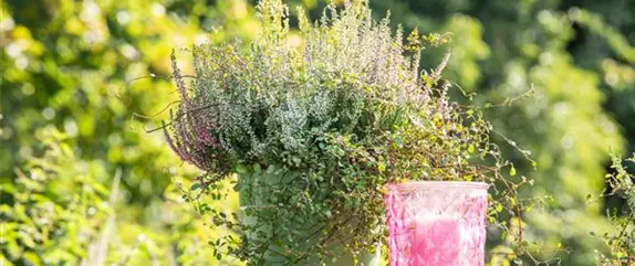 Wie der Balkon im Winter zum blühenden Pflanzenparadies wird Wie der Balkon im Winter zum blühenden Pflanzenparadies wird