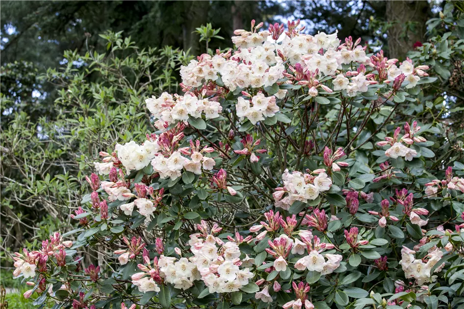 Rhododendron schneiden und pflegen  so gelingt es