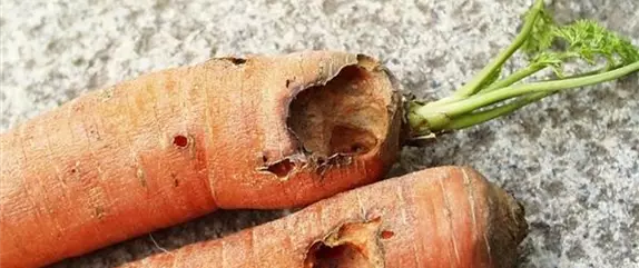 So funktioniert natürlicher Pflanzenschutz im Sommer
