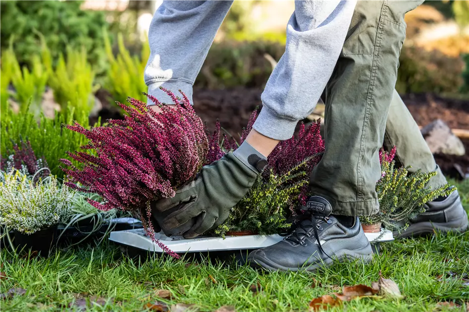 wann soll man palmen düngen ProviPlant Palmen-Dünger: Für Palmen und Palmenartige (Arecales) main image 0