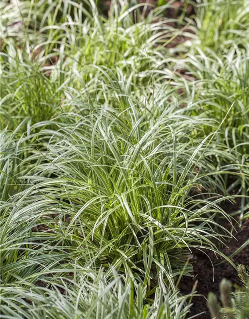 Carex acutiformis