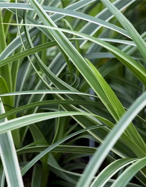 Carex foliosissima 'Icedance'