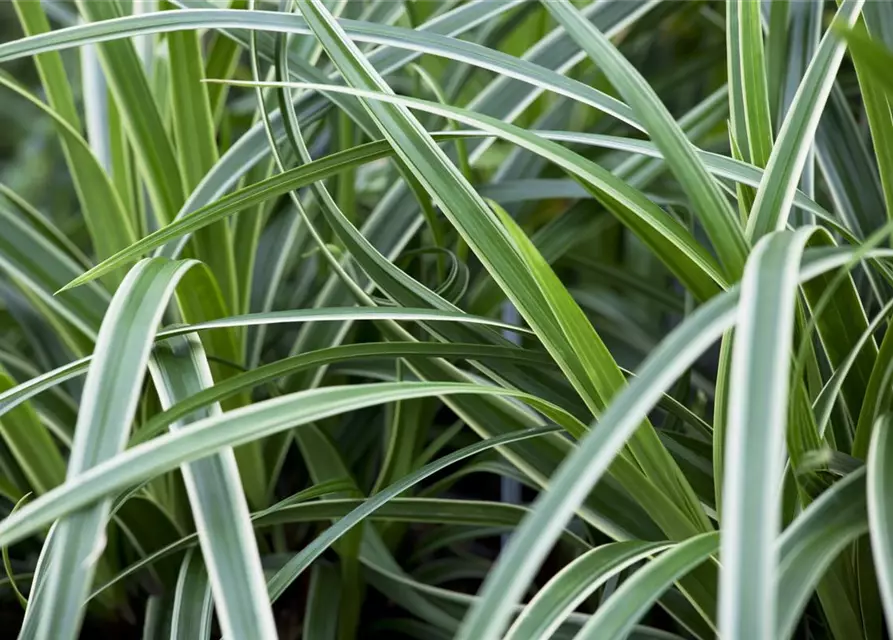 Carex foliosissima 'Icedance'