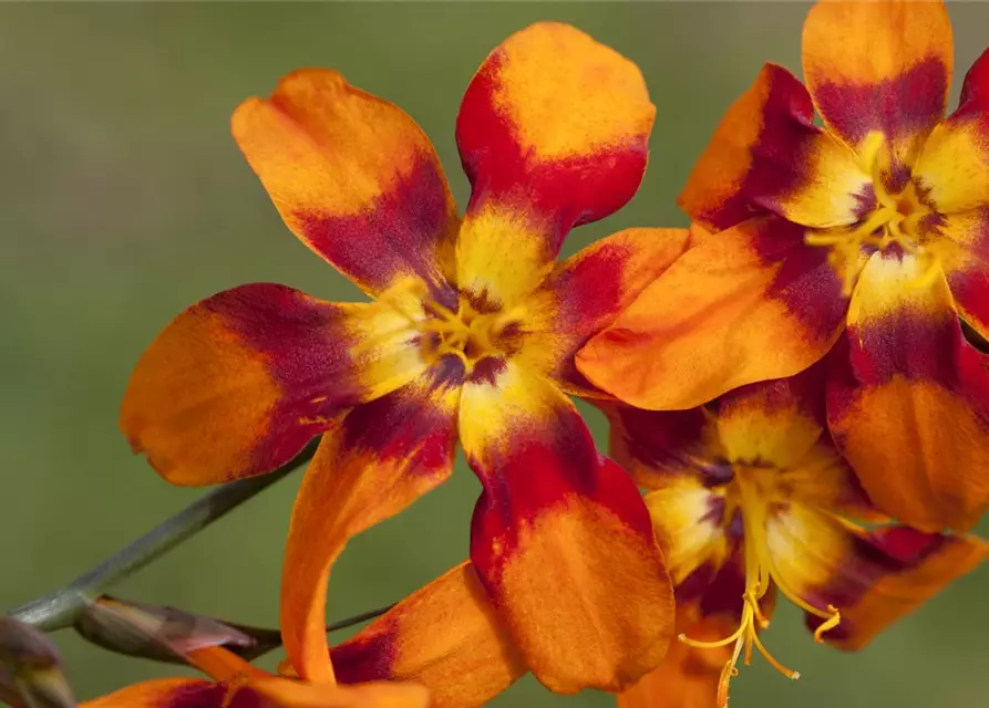 Crocosmia x crocosmiifl.'Emily McKenzie'