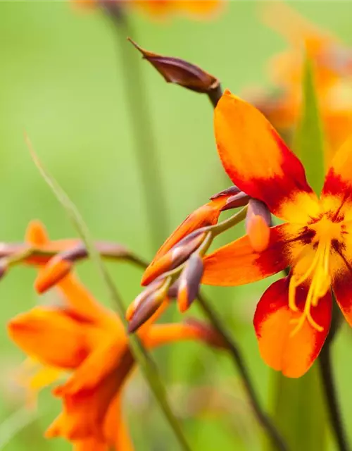 Crocosmia x crocosmiifl.'Emily McKenzie'