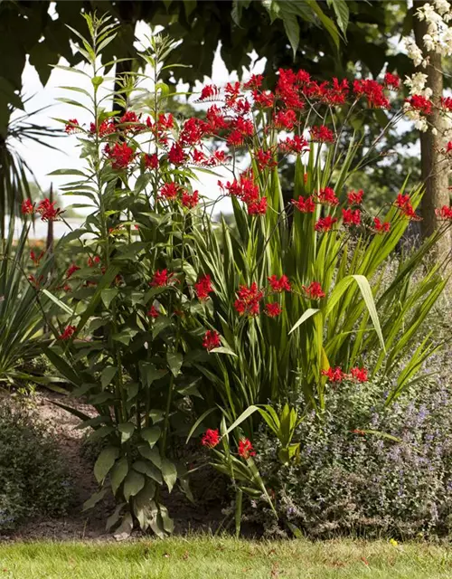 Crocosmia x crocosmiiflora 'Hellfire'
