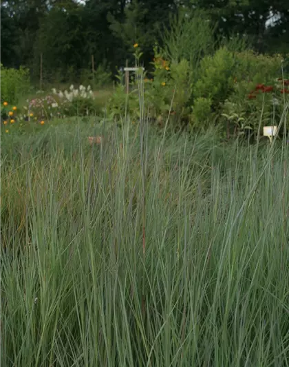 Blaugraues Garten-Präriegras 'Prairie Blues'