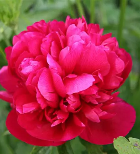 Bauerngarten-Pfingstrose 'Rubra Plena'