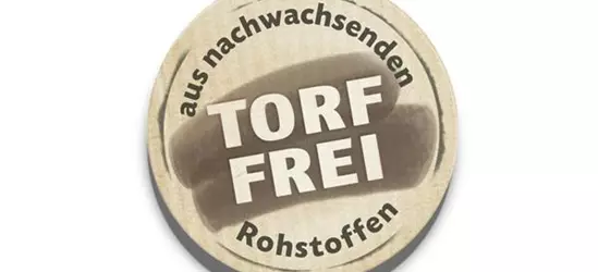 Japanische Scheinmyrthe