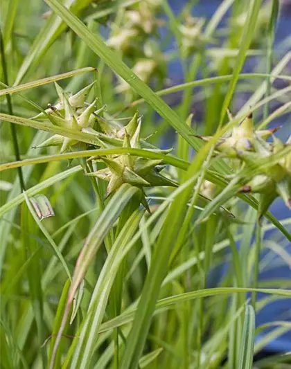 Carex grayi